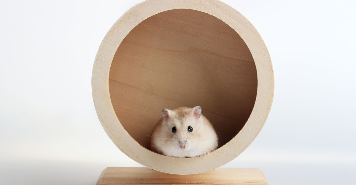 hamster wheel